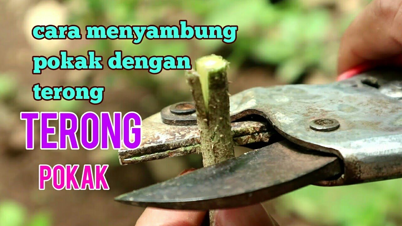 Cara menyambung pokak dengan terong