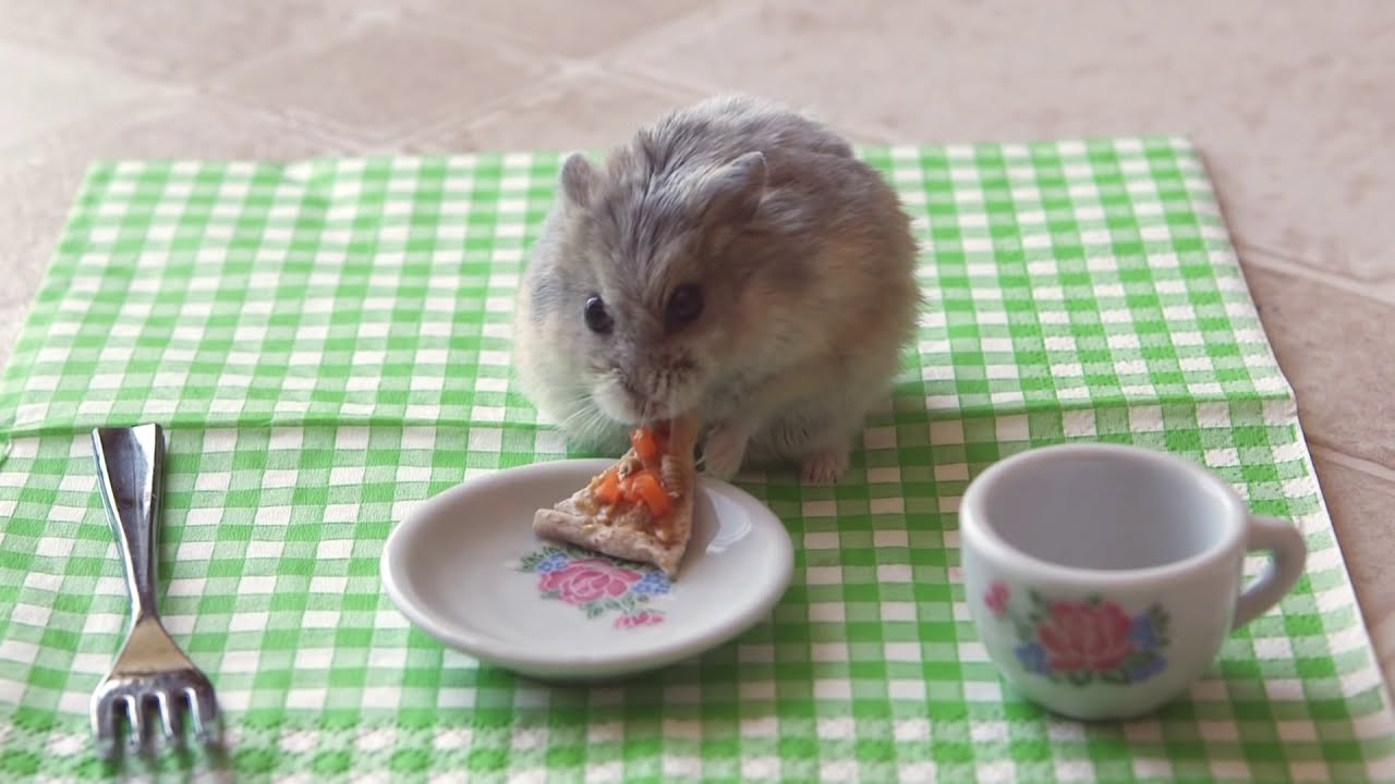 Tiny dwarf hamster eating a tiny pizza