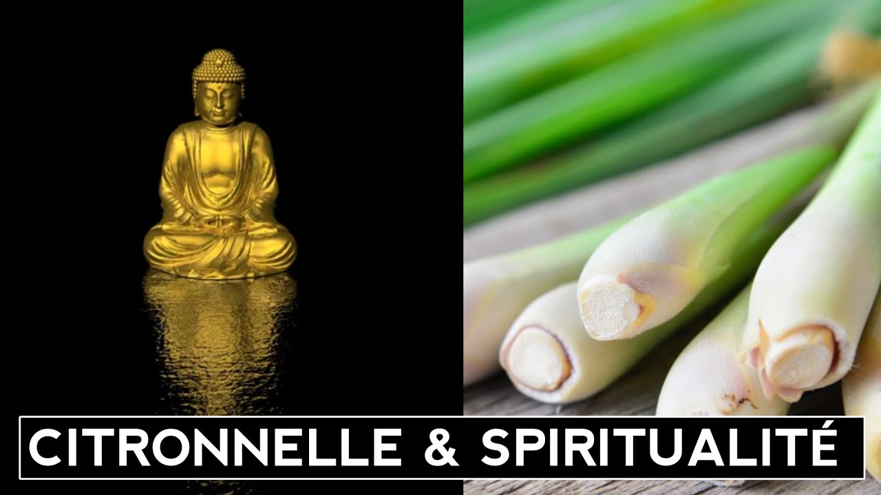 La citronnelle : une plante spirituelle aux multiples bienfaits !