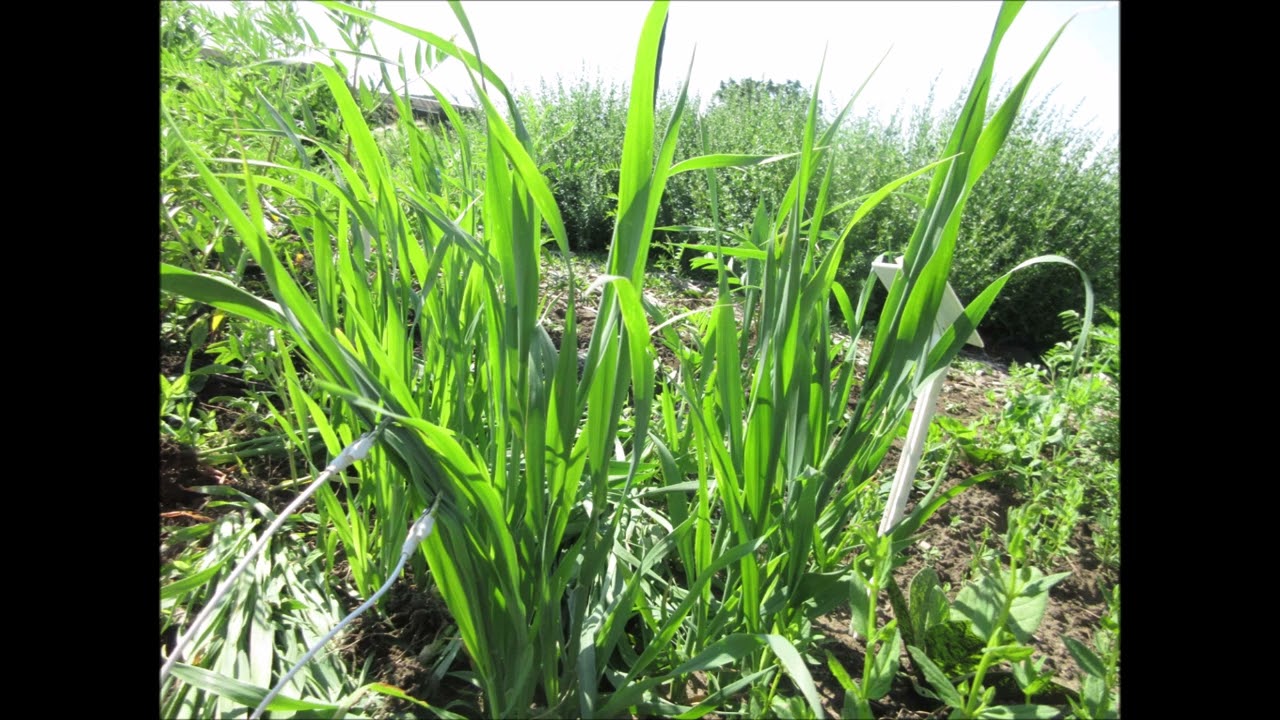 Button Grass Oat Grass Oct 2022