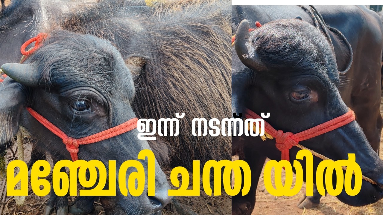 Manjeri chanda|super quality buffalos|CATTLE MARKET