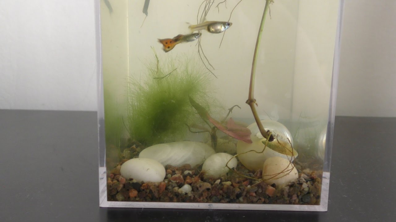 Algae Aquarium Garden