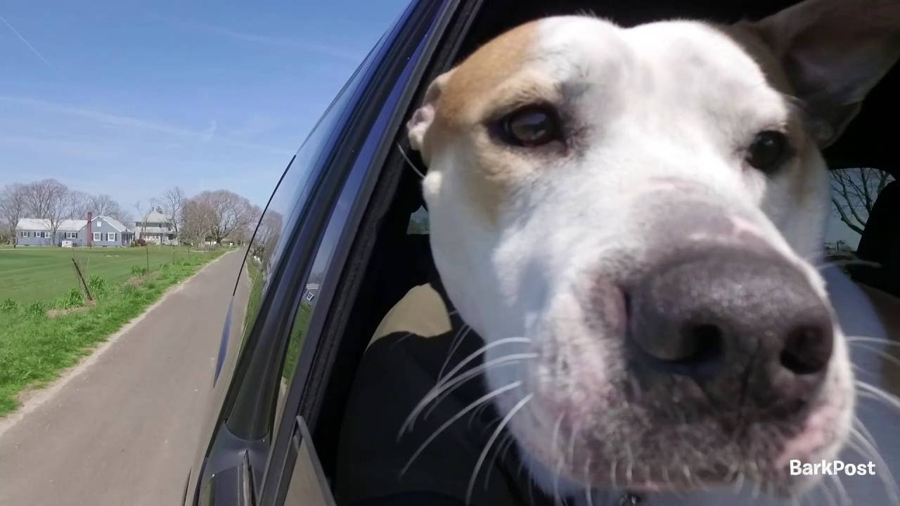 Freedom Rides - Cam