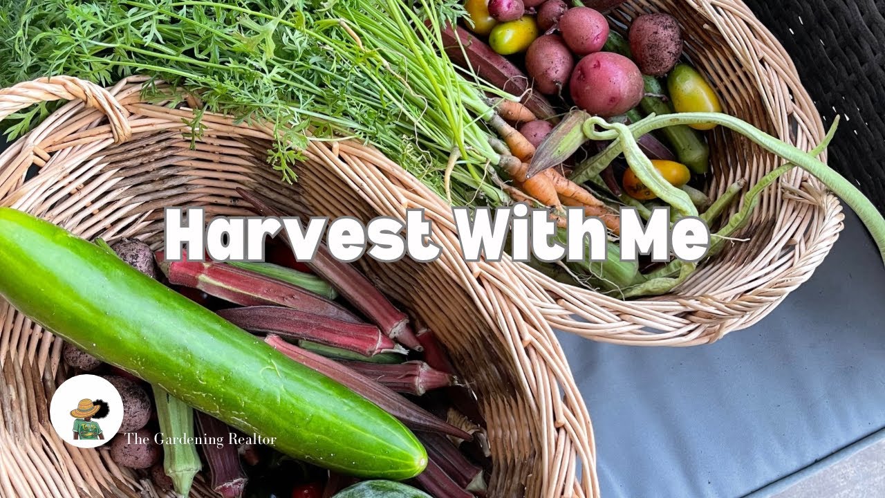 Harvest With Me | A Huge 2-Day August Harvest