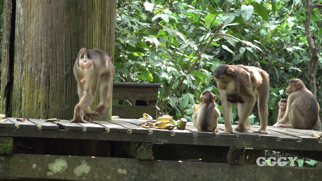 Feeding time at Sepilok Orangutan Sanctuary, Sabah, Malaysia ( Feat. Pig-Tailed Macaque )