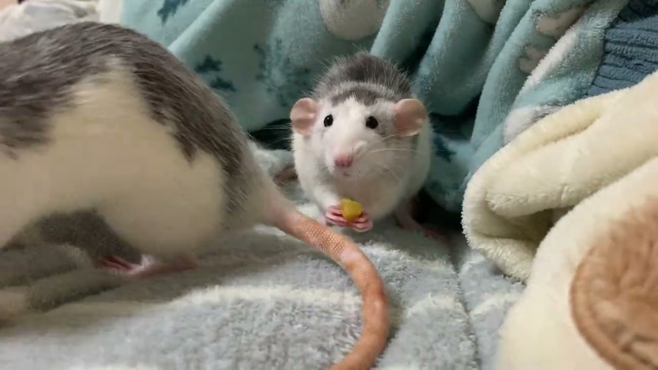 チームざわざわ
