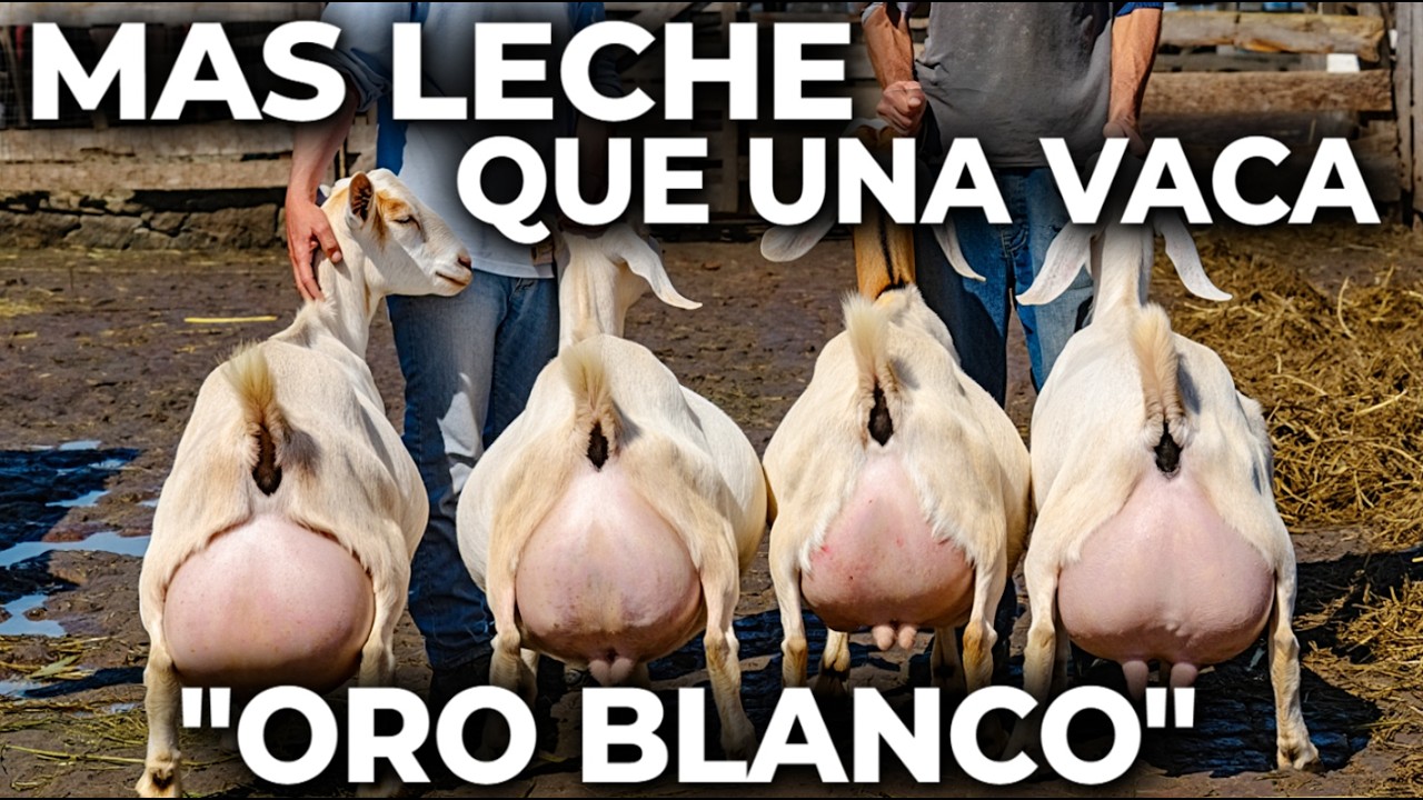¡LA LECHE ES EL ORO BLANCO !!  Cabras NUBIAN vs VACAS LECHERAS Girolando 