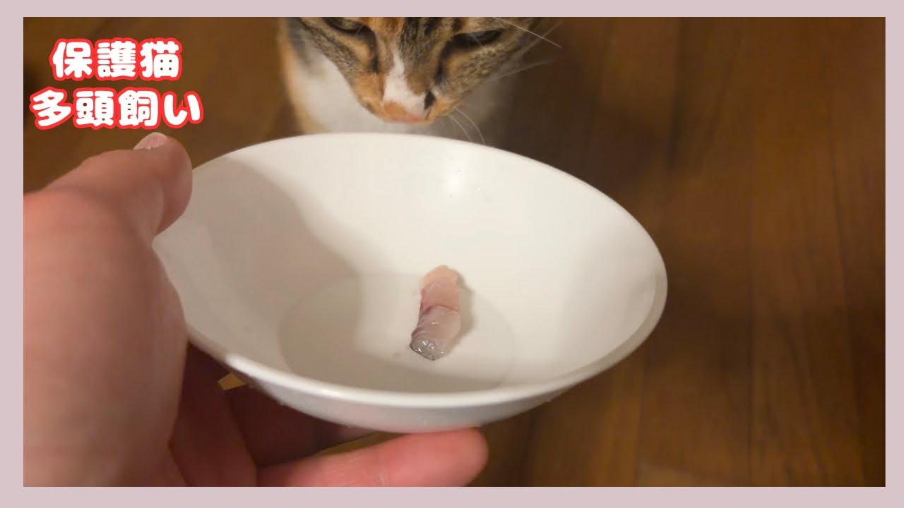 釣れたてアジをいただいたのでにゃんこ達にも😊