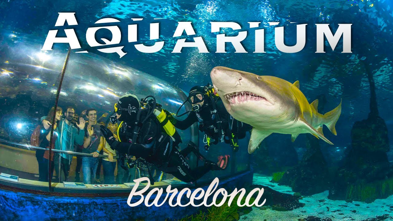 Barcelona Aquarium: An Immersive Ocean Adventure 🇪🇸