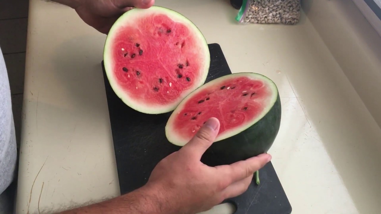 IS YOUR SUGAR BABY WATERMELON RIPE?