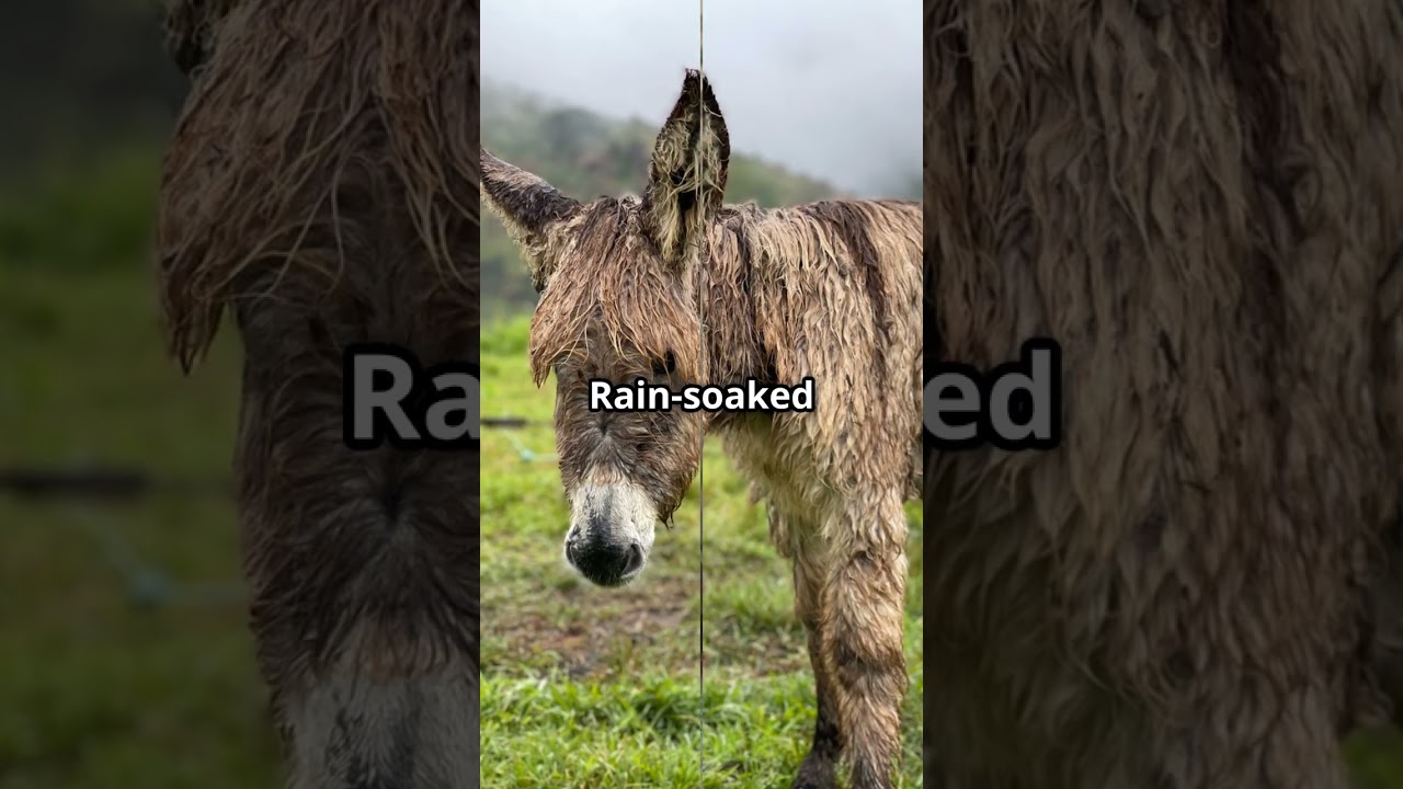 Donkey Care 101! 🐴5 Must-Haves for Happy Herd Guardians 
