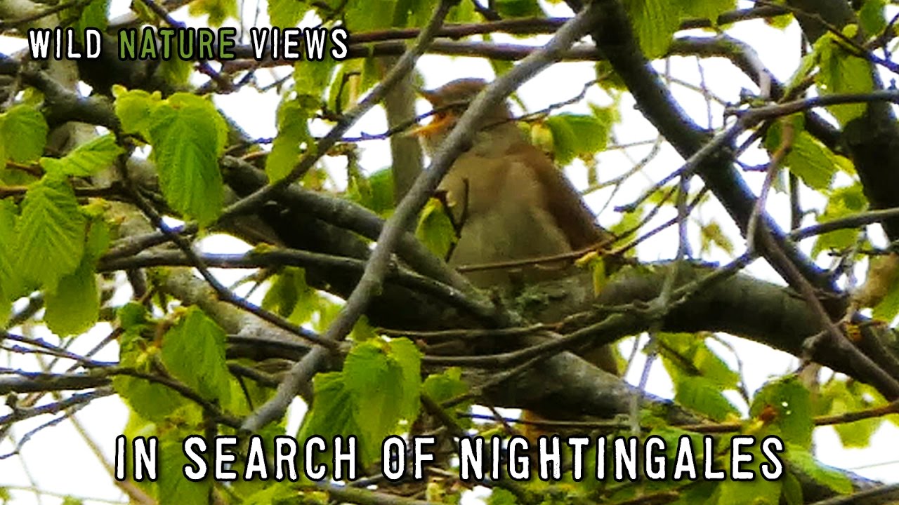 In search of Nightingales