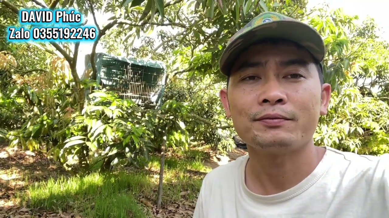 (Đã nhận cọc)Thanh lý chim bìm bịp lông đột biến màu xám tro.Anh em nào chơi cảnh rất dễ nuôi 