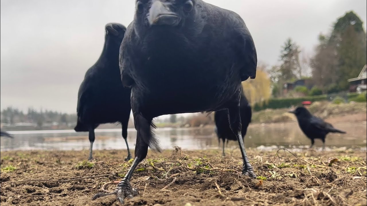 Crow Cam: 11 Minutes of Crow ASMR