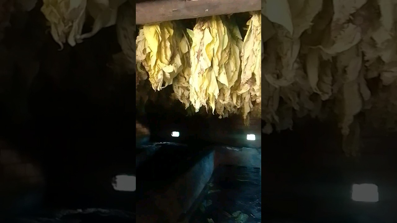Fazendo a secagem do tabaco