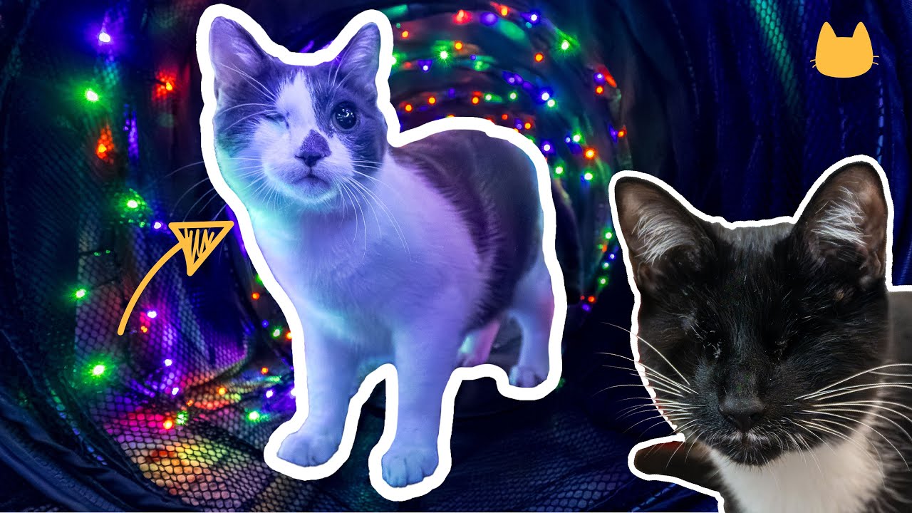 Cats Try a Portable Catio… and Throw a Sleepover 🛌