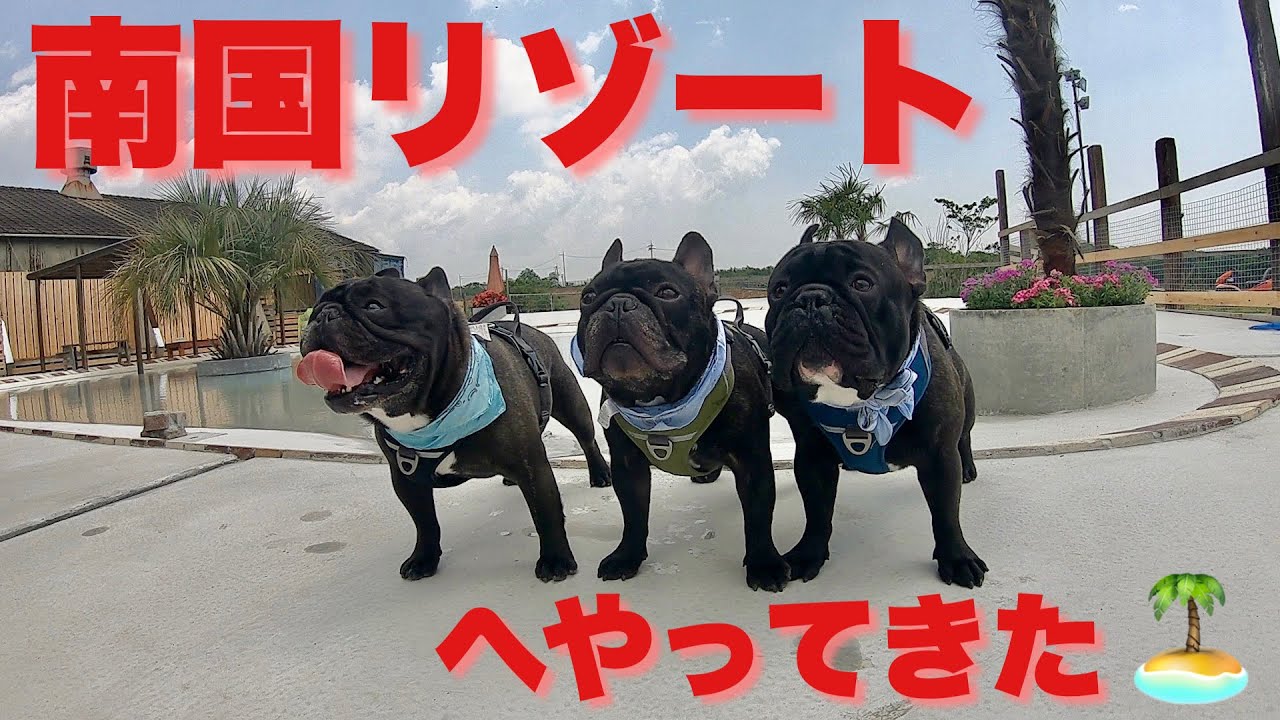 南国リゾートへやってきた【フレンチブルドッグ】