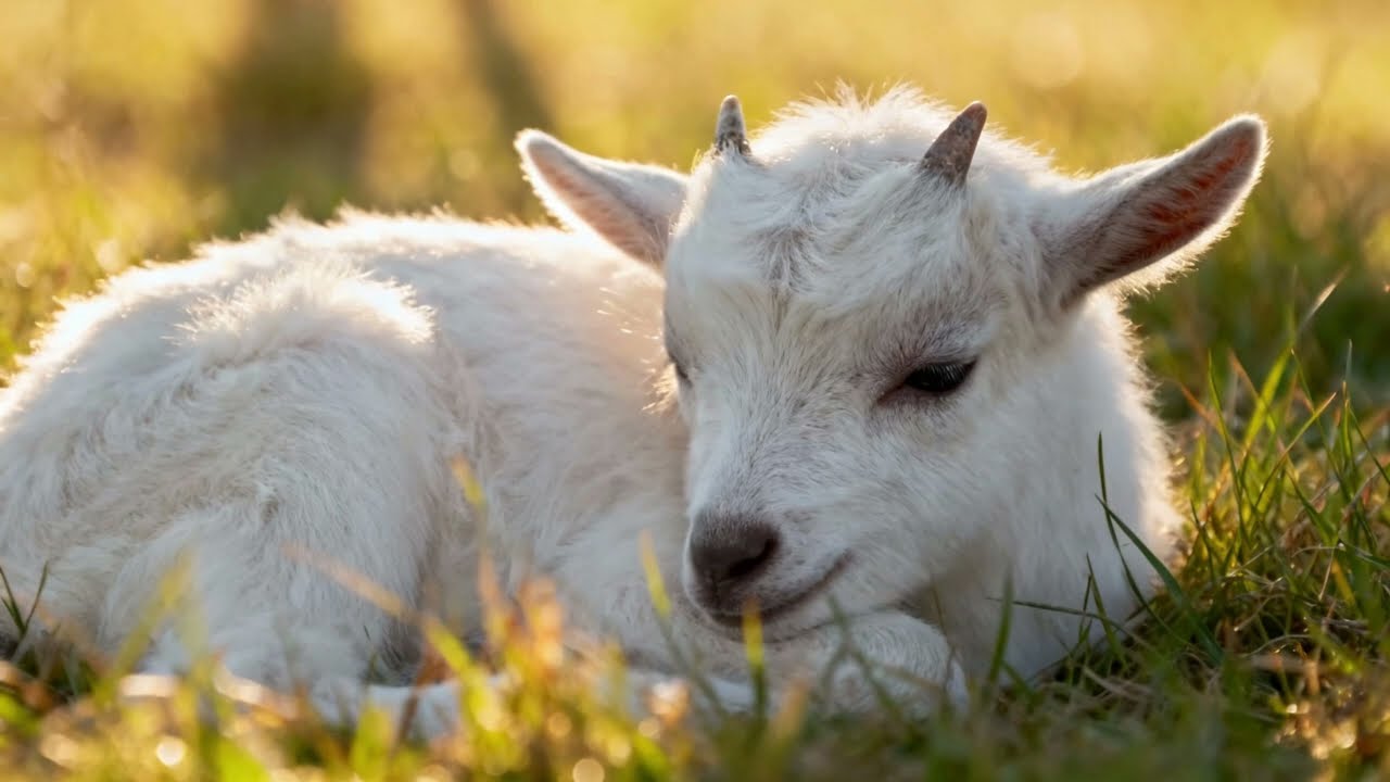 This Baby Goat Went From Calm… to CHAOS… to Calm Again 🐐💛