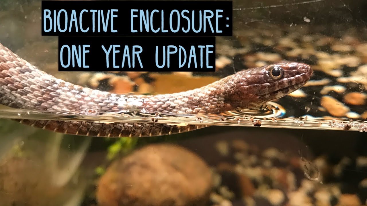 Update: Water Snake Set Up