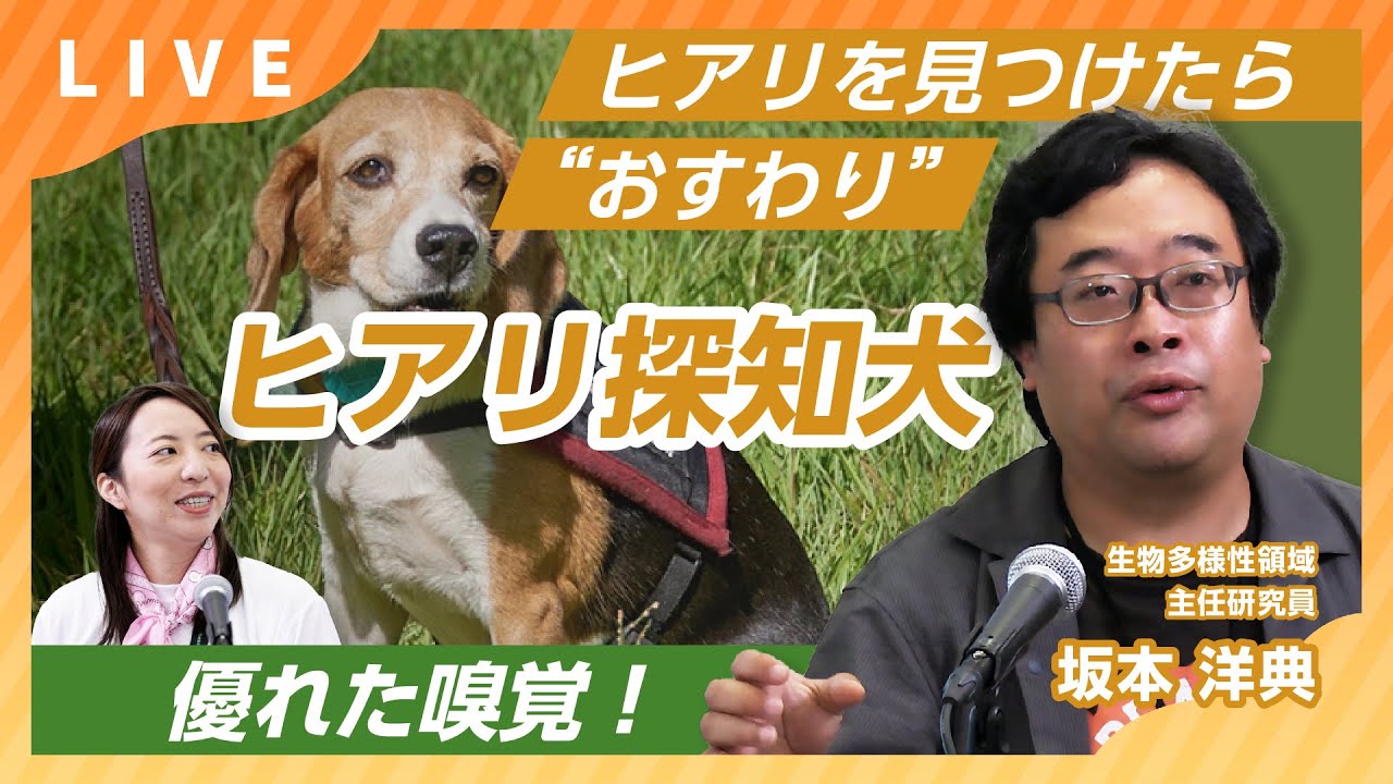 ヒアリを見つけたら“おすわり”「ヒアリ探知犬」【すごいぞ！生物ニュース2024】