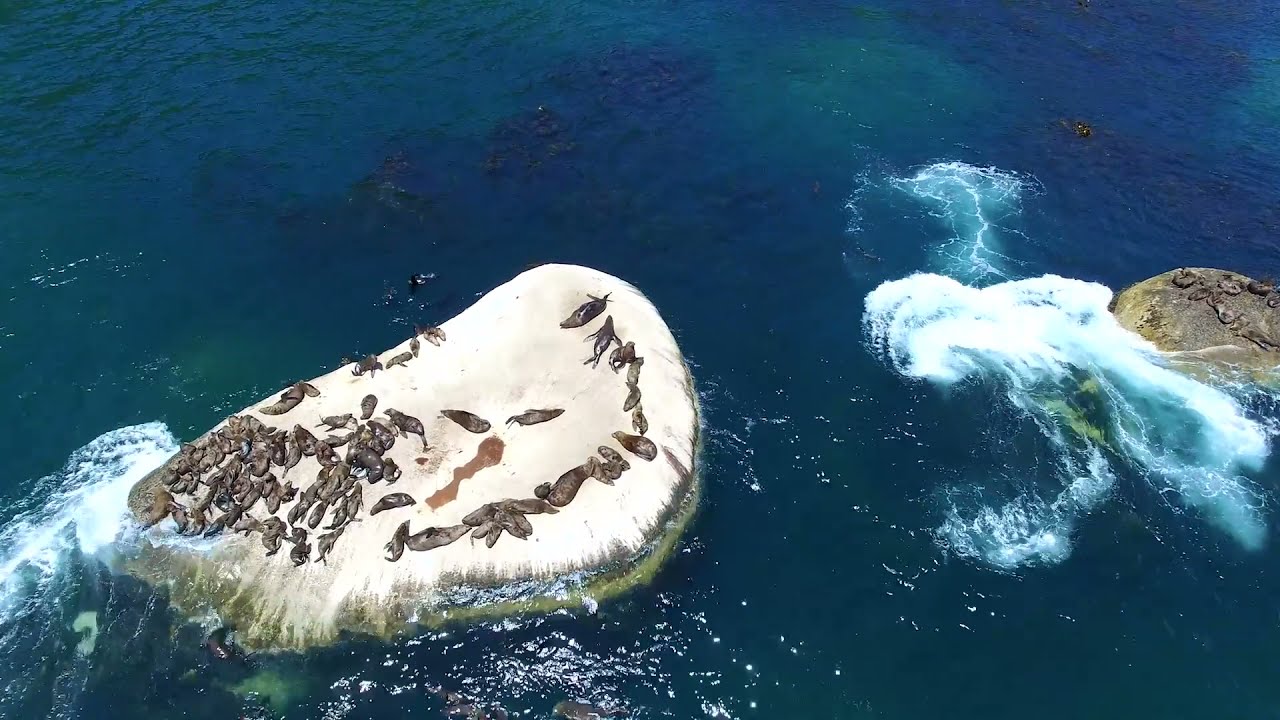 Nauticat Charters - Seal Island Trips - Hout Bay Cape Town