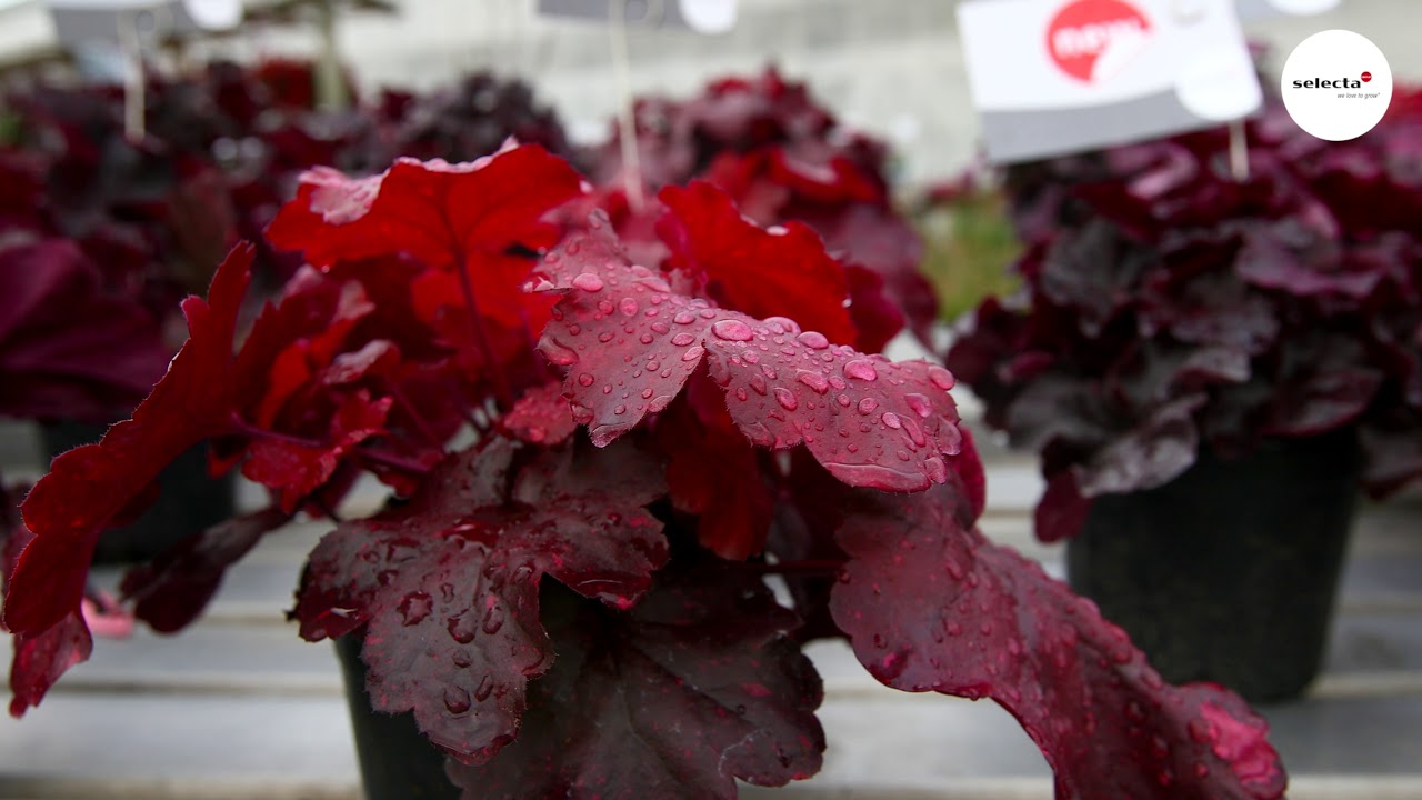 Heuchera