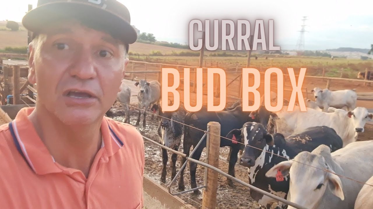 CONHEÇA O CURRAL BUD BOX  QUE ESTÁ FAZENDO SUCESSO.
