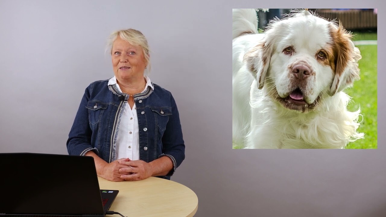 Raspresentation - Clumber spaniel