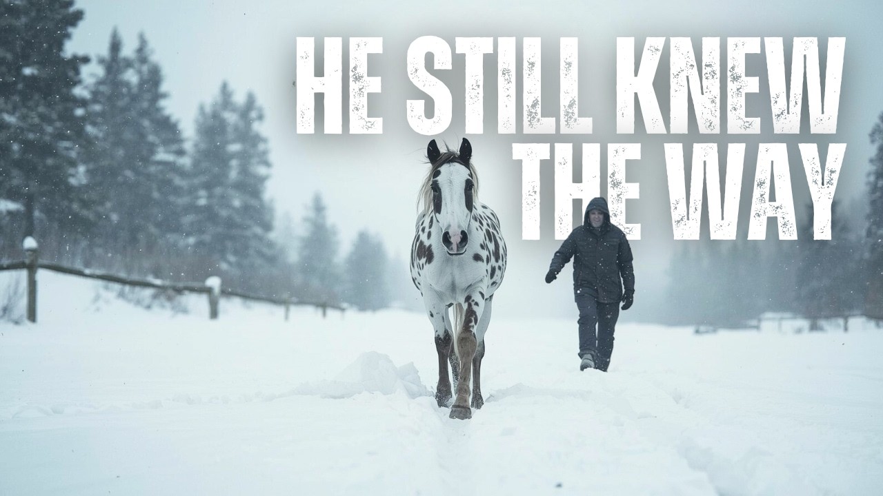The Trail Horse Had a Broken Hock… Then the Veteran Saw Him Step Into the Snow Alone