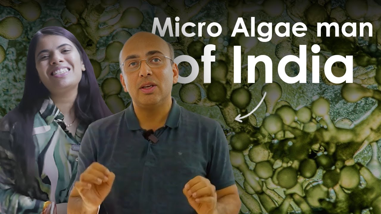Can Microalgae reverse climate change? Cleaning water with microalage