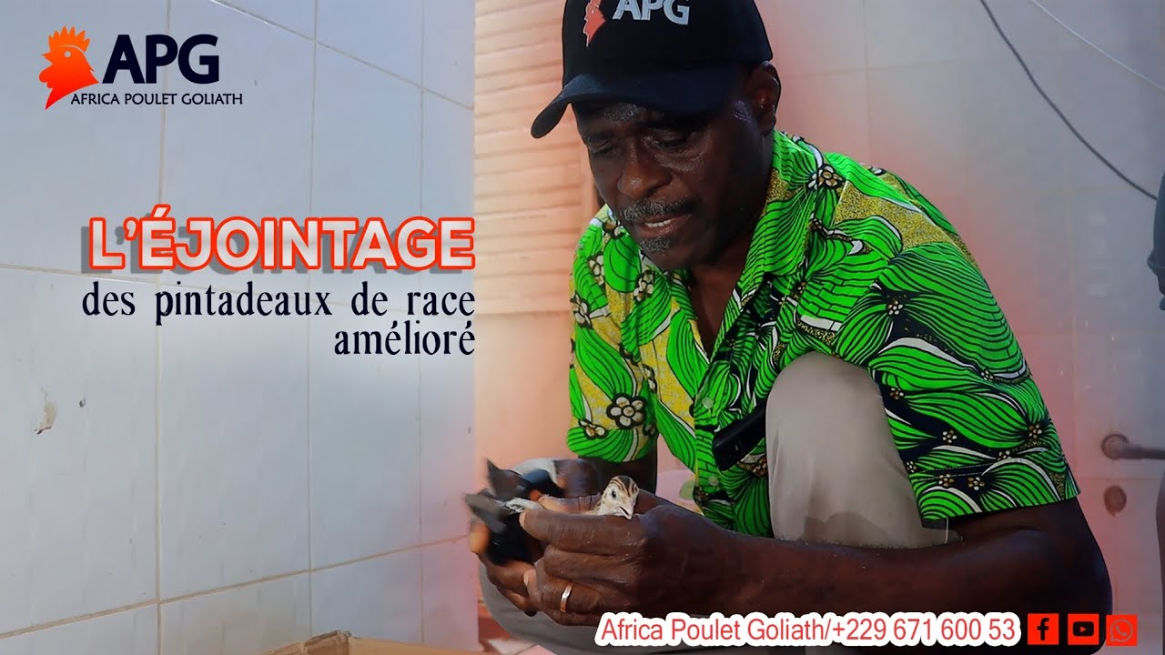 TOUT SAVOIR SUR LES PINTADES ET CAILLES DE RACE AMÉLIORÉE