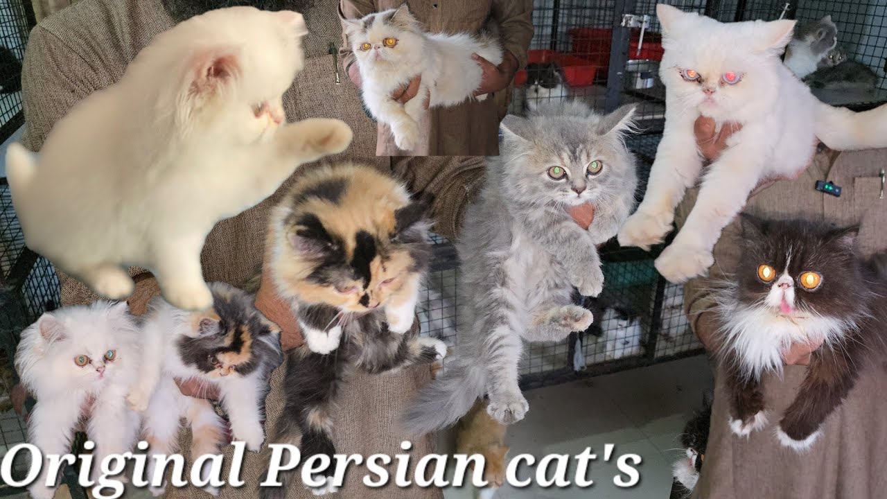 Top quality Persian cat's available in Hyderabad | Extreme Punch face cat's in Hyderabad Nampally