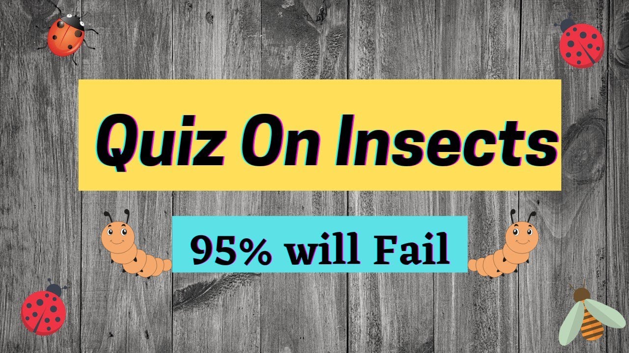 Interesting Quiz on Insects : English quiz for kids