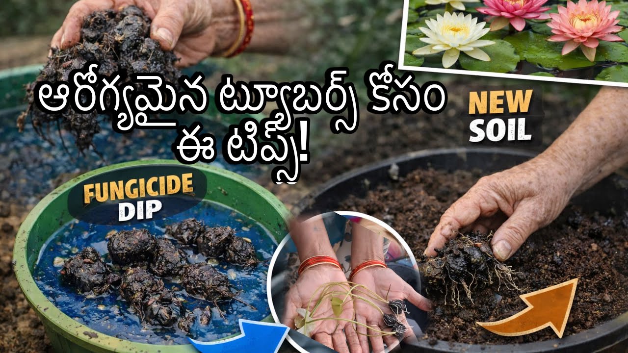 ఆరోగ్యమైన ట్యూబర్స్ కోసం ఈ టిప్స్! 🪷