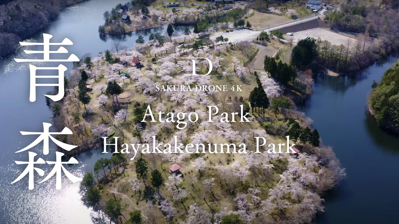 [桜ドローン撮影4K]青森県野辺地町愛宕公園の桜 Atago Park & Hayakakenuma Park｜桜ドローンプロジェクト