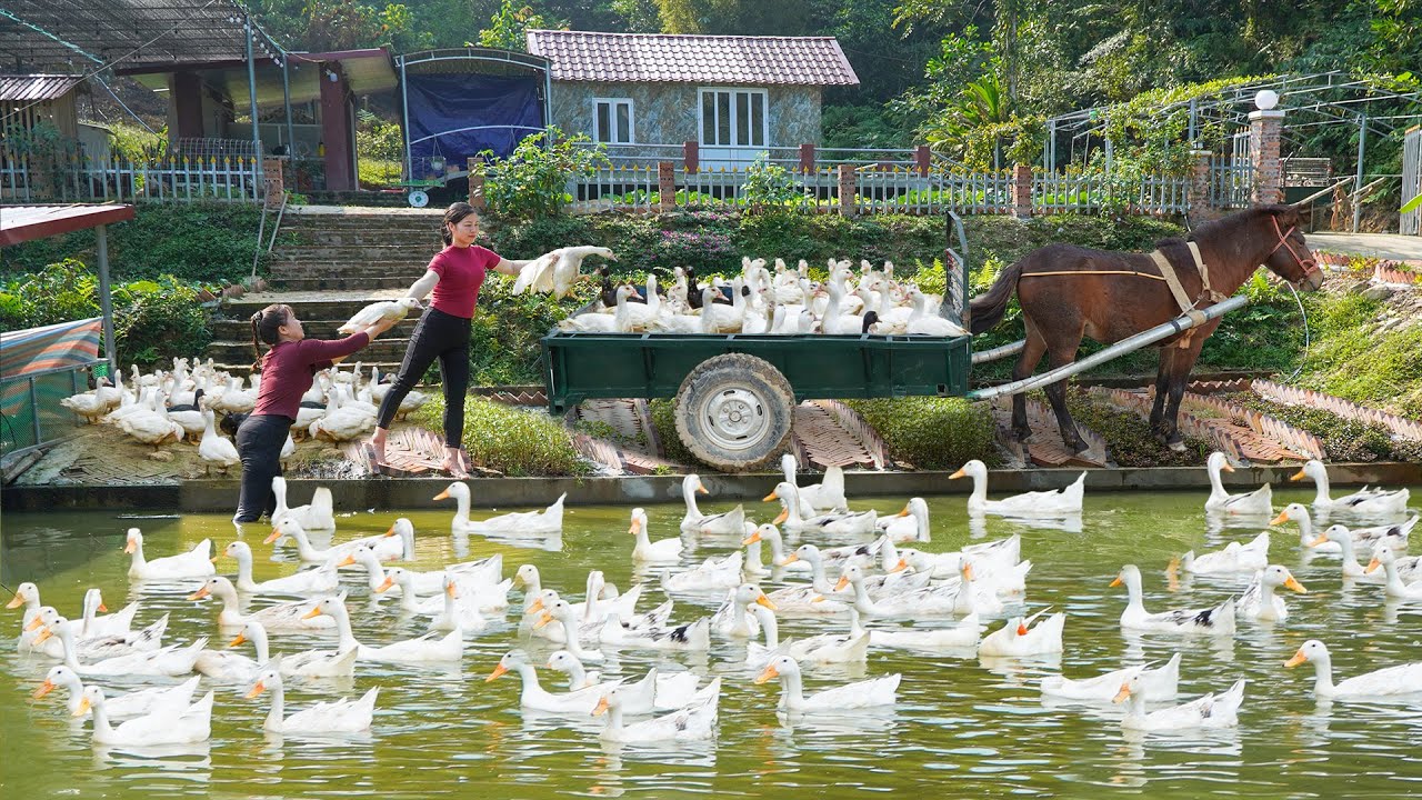 Harvesting Many Geese at Ly Phuc Vy's Farm - Use Horse Drawn Cart Transport geese Go To Market Sell