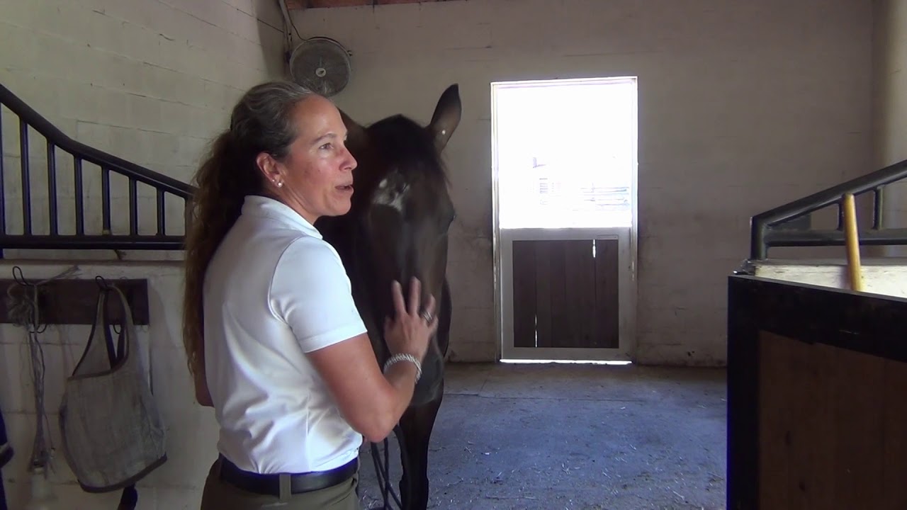 Spooky Horse Behavior: What Causes it and How to Fix