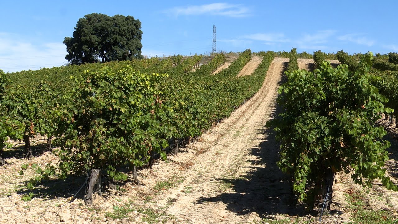 Cuatro rutas del vino en Valladolid con un objetivo común