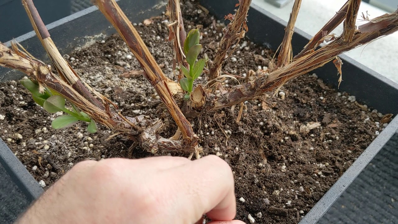 Growing Yezberry Solo and Yezberry Maxi in Pots (Part 1)