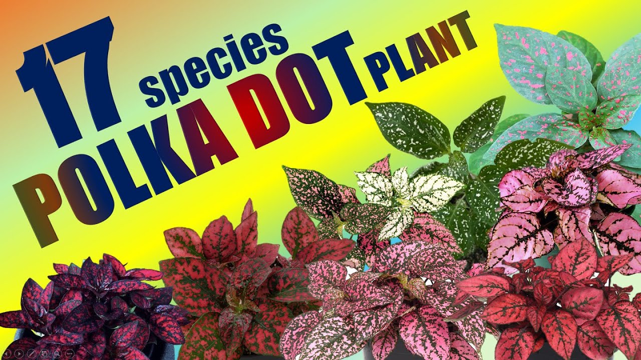 17 POLKA DOT PLANT SPECIES | HERB STORIES