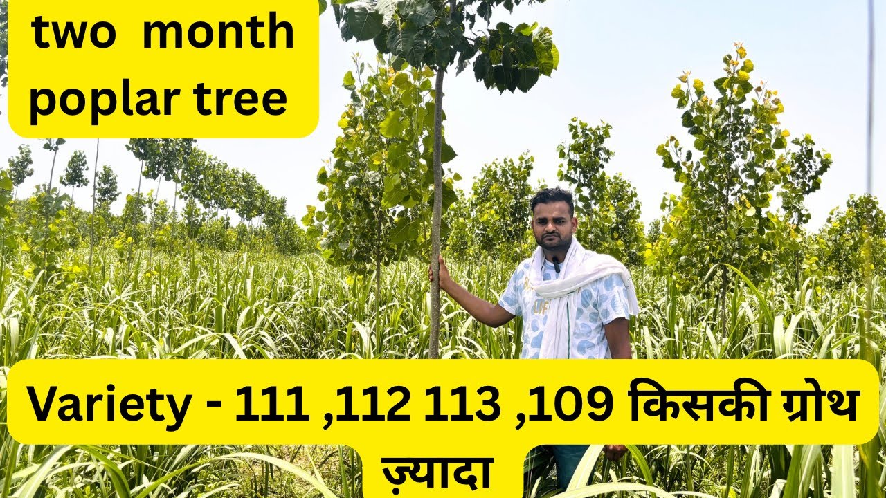 कौन सी वैरायटी की ग्रोथ ज़्यादा ?#trending #agriculture #poplar #farming
