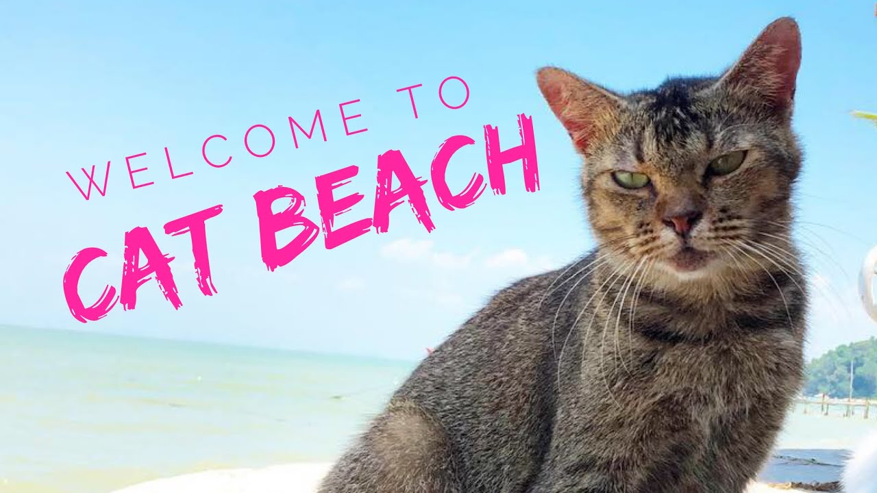 Cat Beach in Malaysia!