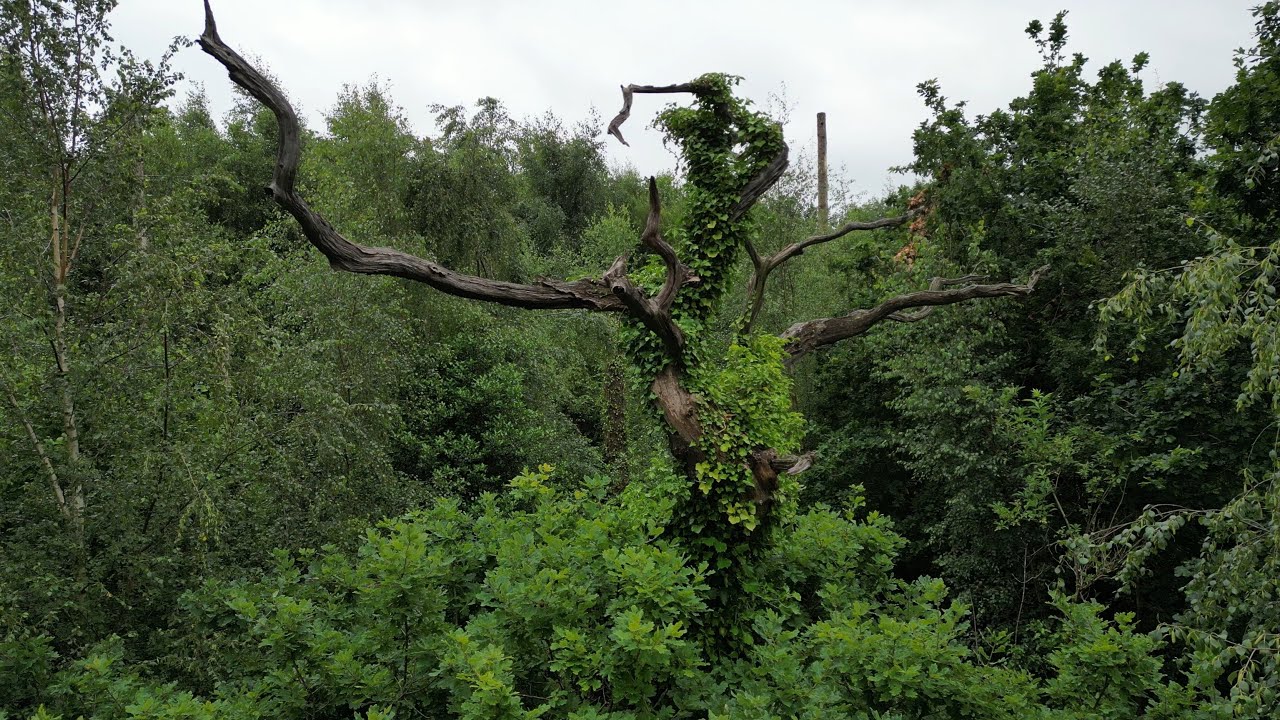 The Belvoir Oak, Oldest Tree in Northern Ireland