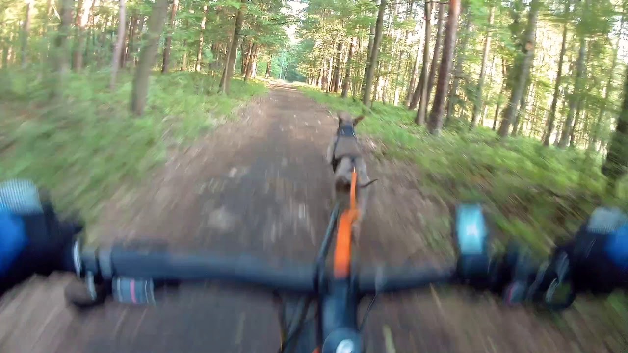 Bikejoring with a Weimaraner