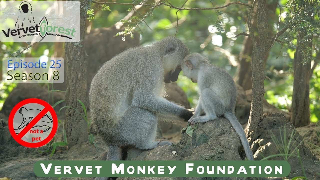 Rebellious baby monkey hopefully gives in and accepts a mom