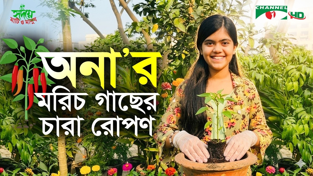 মরিচ গাছের চারা রোপণ | অনা | ছোটদের কৃষি | পর্ব ২২ | CropKids | Shykh Seraj | Channel i |