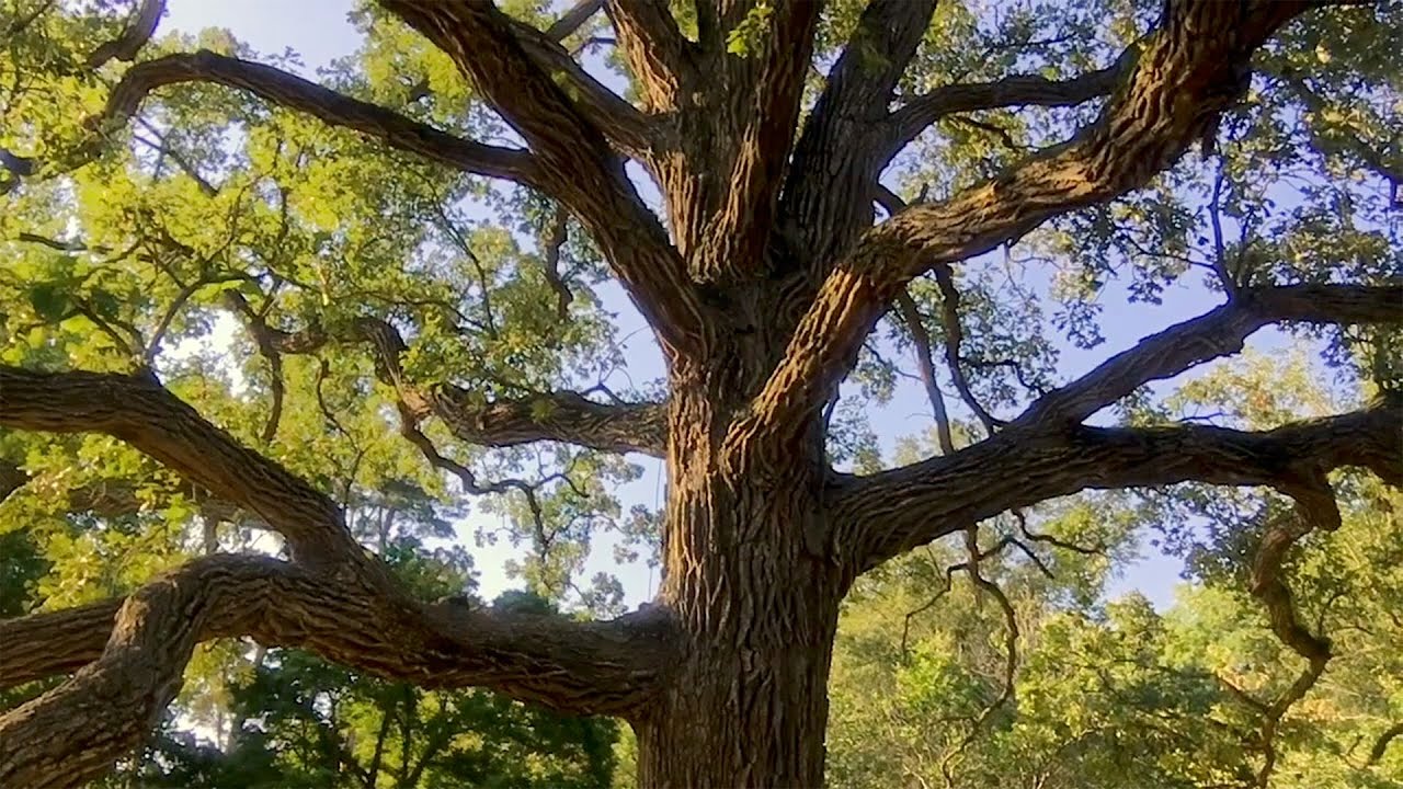 Seeing Trees: Bur Oaks