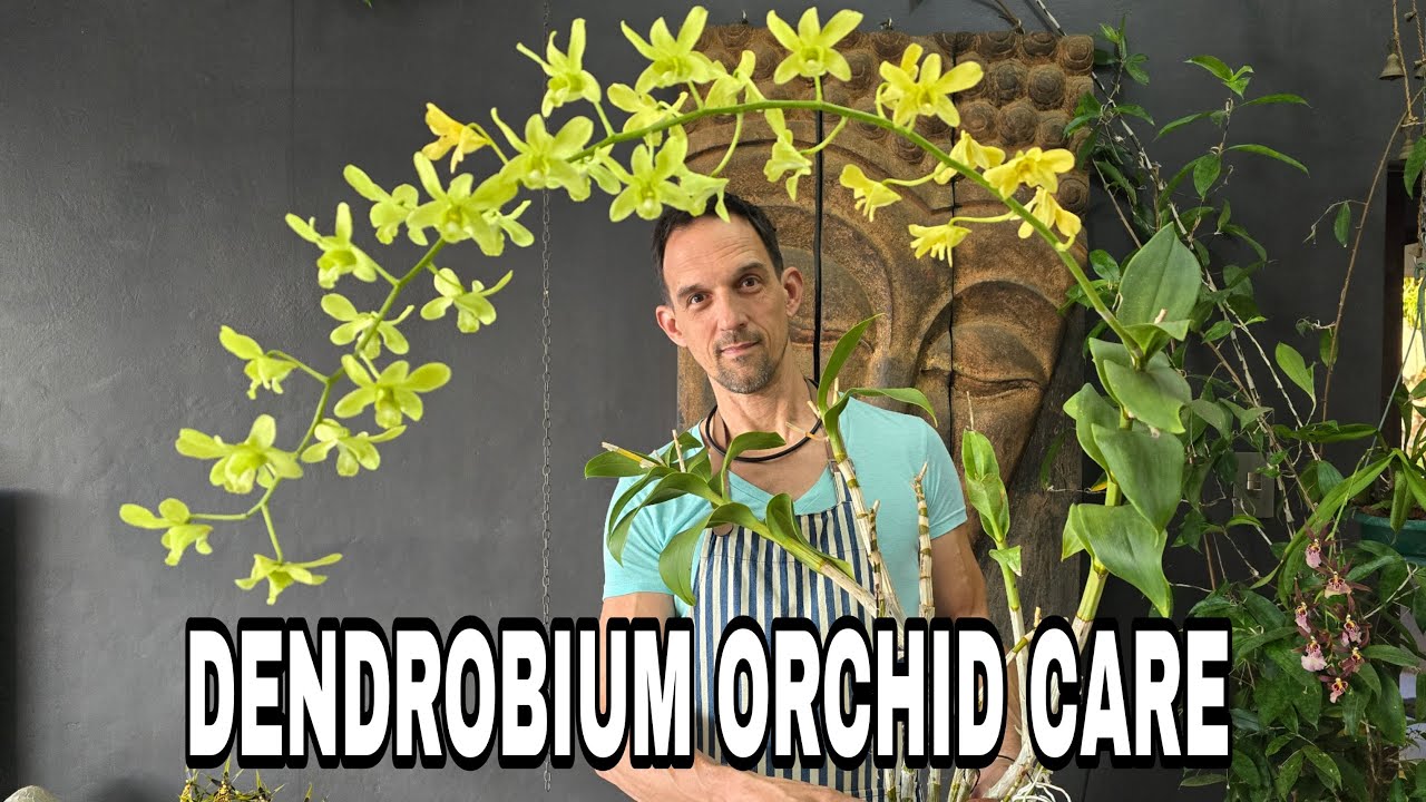 Лист культуры дендробиума фаленопсиса