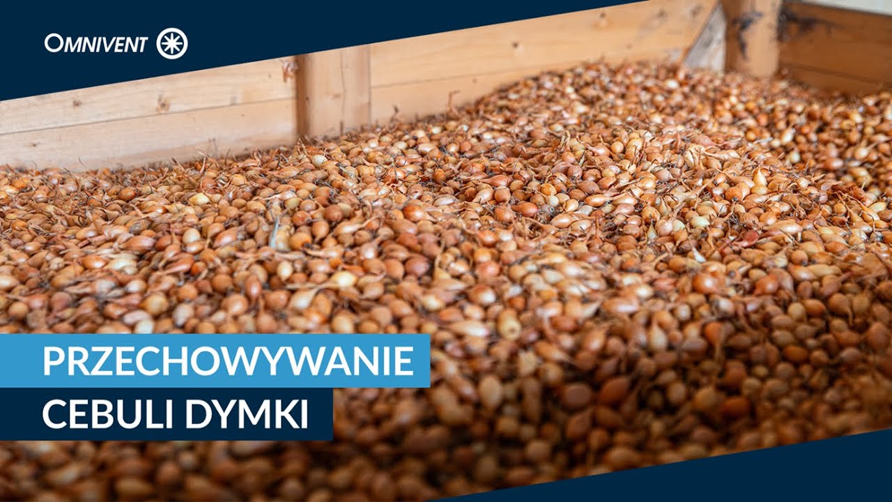 Cebula dymka Osiecki