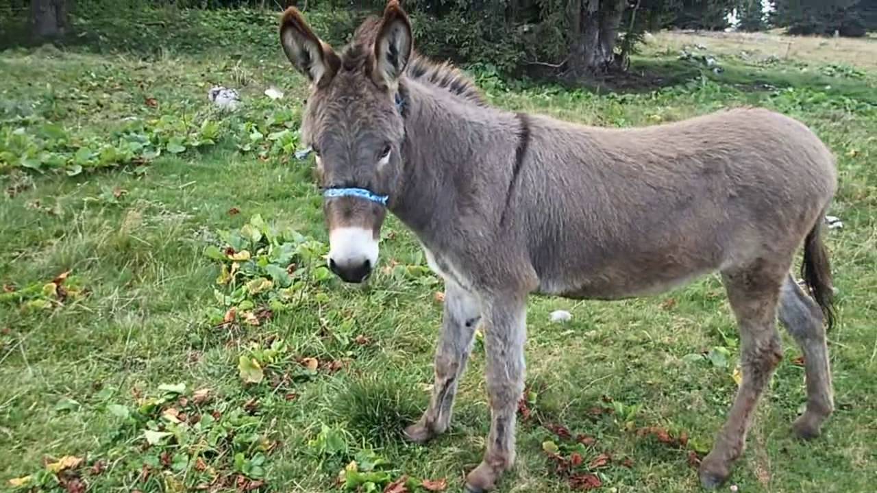 Bike - Vlašić, Galica-Ljuta greda, 17.09.16.